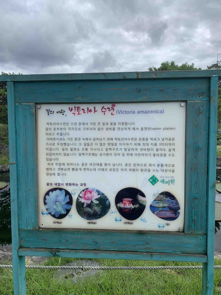 서울근교 당일치기 양평 가볼만한 곳 " 세미원 " 마음이편해지는곳 24 세미원